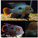 Akvarijum Centar green terror | ePonuda.com