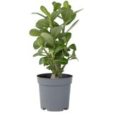 Plant in a Box tolsti adenij - adenium obesum - višina 25-40cm - ⌀10,5cm, (21758010) Cene
