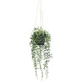 Modern Living Umetna Rastlina Senecio Herreianus Ii -Paz- | Shoptok.si