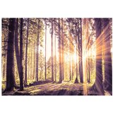  Samoljepljiva foto tapeta - Forest Afternoon 343x245 | shoptok.hr