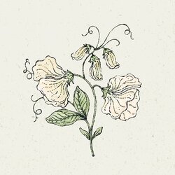Jora Dahl Lathyrus Odoratus "spring sunshine cream" Cene