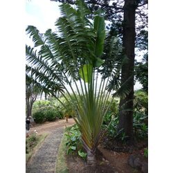 TROPICA Drevo popotnika Cene