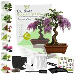 Cultivea Set za gojenje bonsajev "Purple Vine" - 1 set. Cene