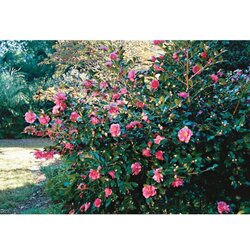  Camellia jap. Mix - c7 l - 40/60 cm Cene