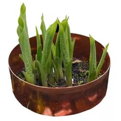 Kopersporen Bakreni obroč proti polžem - 15 cm Cene