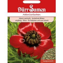Dürr Samen adonis Cene