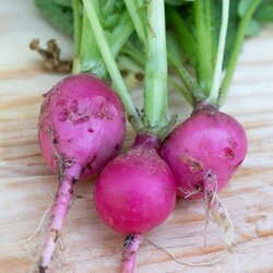 Kokopelli Bio redkvica "Pink Beauty" - 6 g Cene