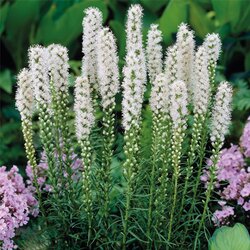 Royal De Ree Liatris P Spicata White 6/1 Cene