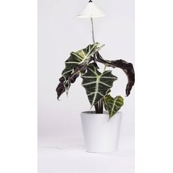 Venso Svetilka SUNLiTE 7W - Bela Cene