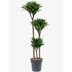 Rasadnik Topalović dracaena Compacta 90-60-30 24/130 Cene