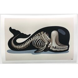 Nychos Sperm Whale Skeleton Fine Art Print multicolor Cene