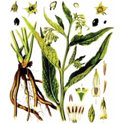 Rinfuz Gavez (Symphytum officinale), 100g Cene