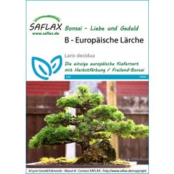 Saflax Bonsai - evropski macesen Cene