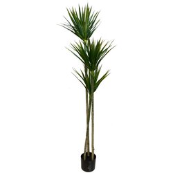 Lilium stablo dracena 1x3 155cm 599420 Cene