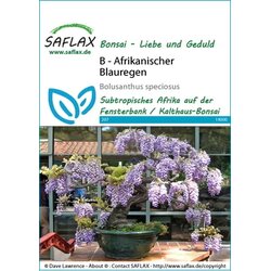 Saflax Bonsai - afriška glicinija Cene