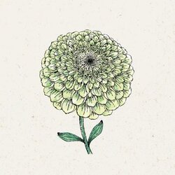 Jora Dahl Zinnia elegans "Benary’s Giant Lime" (Cinija) - 1 pkt. Cene