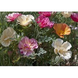 TROPICA Mešanica divjih rož "Rainbow Poppy Flowers" - 300 zrn. Cene