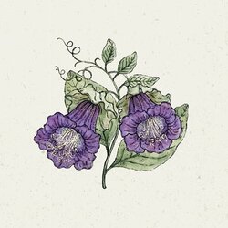 Jora Dahl Kobeja Cobaea Scandens "violett" Cene