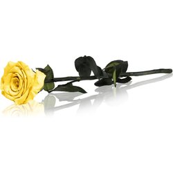 RoseAmor Yellow stabilizirana ruža na stabljici 30 cm 1 kom Cijene