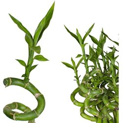 Rasadnik Topalović dracaena Lucky Bamboo 3 ring 11/18 Cene