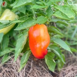 Kokopelli Sladka paprika "Alba Regia" - 25 zrn. Cene