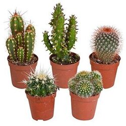 CACTUS mix x 20 Cene