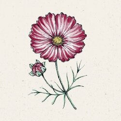 Jora Dahl Cosmos bipinnatus "Velouette" - kozmeja Cene