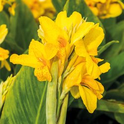 Royal De Ree Canna P Yara 1/1 Cene