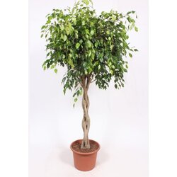 TGC ficus Benjamina Mix Stem 40/180 TGC Cene