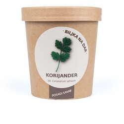 Urbana bašta Biljka na dar Korijander Cene