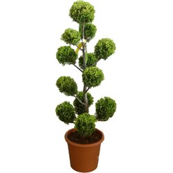 GROW by OBI OBI Rumena Lejlandijeva cipresa "Castlewelland Gold" višina 60 cm Lonec 9 l Cene
