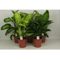 TGC dieffenbachia mix 17/55 Cene