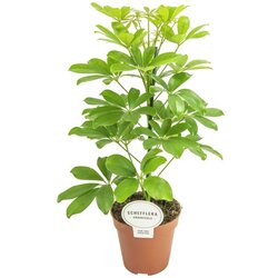Rasadnik Topalović schefflera Nora 13/45 Cene