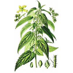 Rinfuz Kopriva (Urtica dioica), 100g Cene
