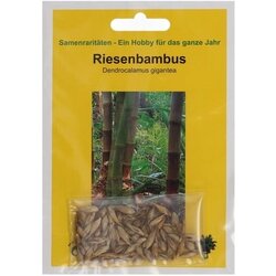 TROPICA Ogromen bambus Cene