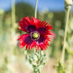 Kokopelli Bio mak "Jimi’s Flag Mix" - 400 zrn. Cene
