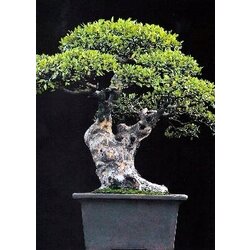 TROPICA Kitajski brest Cene
