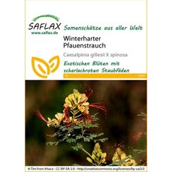 Saflax Prezimna Caesalpinia pulcherrima Cene