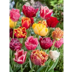 Royal De Ree tulipa crispa mix 8/1 Cene