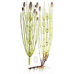 Rinfuz Rastavić (Equisetum arvense), 100g Cene