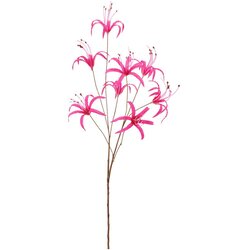 Mömax Lilija Nerine I -Paz- Cene