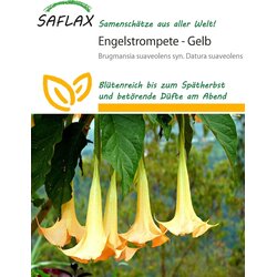 Saflax Rumena angelska trobenta - 10 zrn. Cene