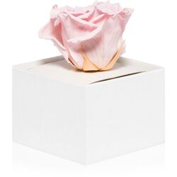 RoseAmor Pink stabilizirana ruža u kutiji 1 kom Cijene