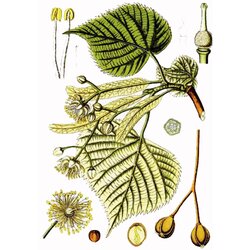 Rinfuz Lipa (Tilia platyphyllos), 100g Cene