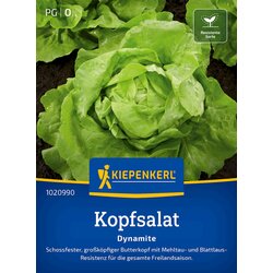 KIEPENKERL Glavnata solata Dynamite - 1 pkt. Cene