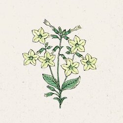 Jora Dahl Nicotiana alata "Lime Green" Cene