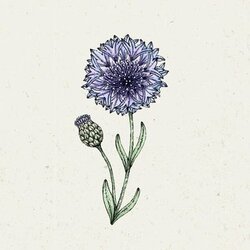 Jora Dahl Centaurea Cyanus "Classic Fantastic" - modri glavinec Cene