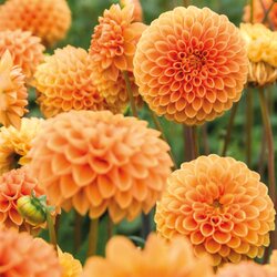 Royal De Ree Dahlia P - Ball Sylvia 1/1 Cene