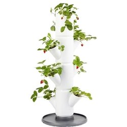 Gusta Garden jagodni stolp - Sissi Strawberry Starter - Bela Cene