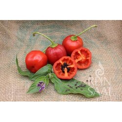 ReinSaat Čili rocoto "Rocoto rot" - 1 pkt. Cene